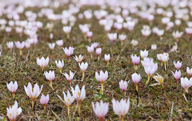Güzeldere Vadisi bahar çiğdemleriyle süslendi