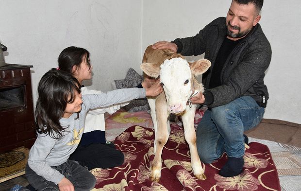 Hasta buzağı evde bebek gibi bakılıyor