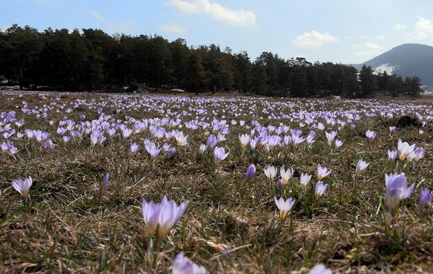 Köroğlu eteklerinde bahar tablosu