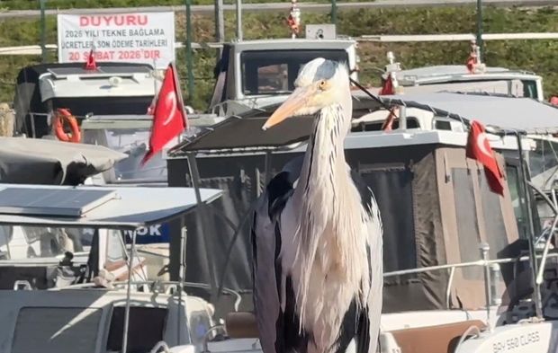 Avcılar Balıkçı Barınağı’nın maskotu oldu