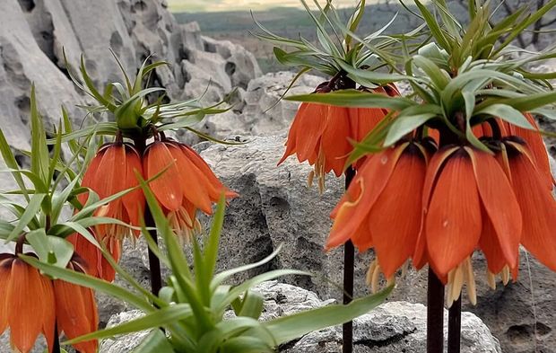 Diyarbakır’da açan ters laleler görenleri hayran bırakıyor