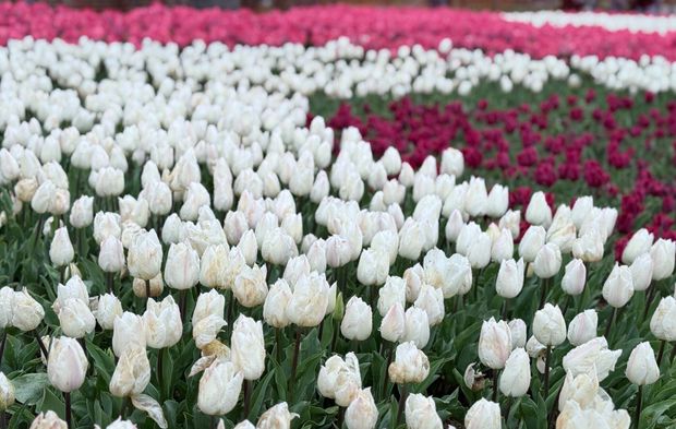 Emirgan Korusu’nda lale festivali başladı