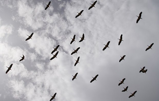 Göç yolculuğunu tamamlayan leylekler, martılarla aynı alanda buluştu