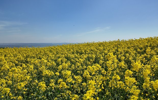 İstanbul'da tarlalar sarıya boyandı