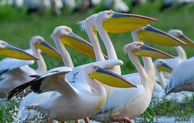 Göçmen pelikanlar Boğazköy’de