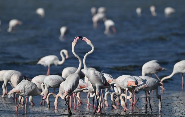 Van Gölü Havzası flamingolarla şenlendi
