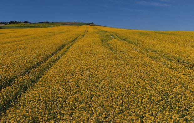 Baharın habercisi kanola: Tarlalar sarıya boyandı