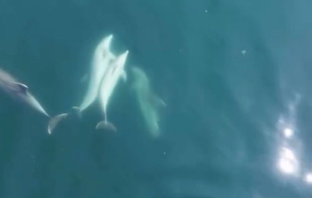 Kıyıya yaklaşan yunuslar ilgi odağı oldu