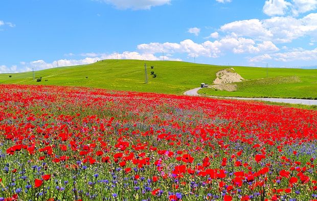 Doğal gelincik tarlası vatandaşların ilgi odağı oldu
