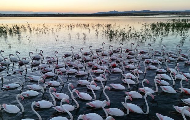 Göç yolunda mola veren flamingolar renkli görüntüler oluşturdu