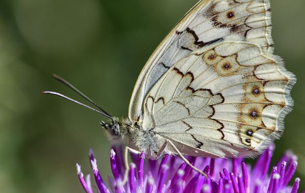 Dünyada sadece Van'da görülen kelebek ilgi odağı oldu