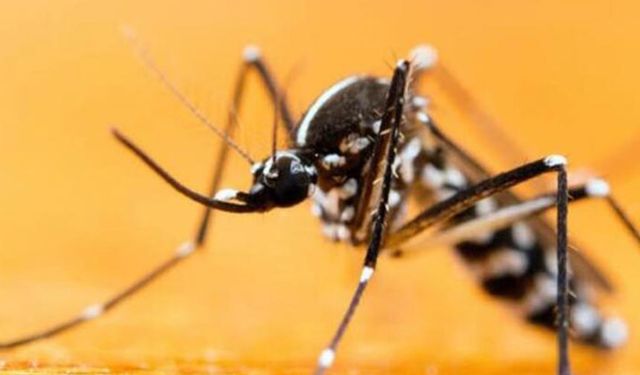 Asya kaplan sivrisineğine dikkat