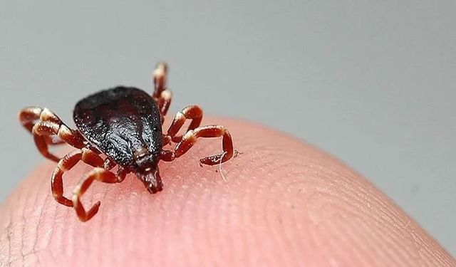 Kene ve kahverengi kokarcaya karşı doğal mücadele
