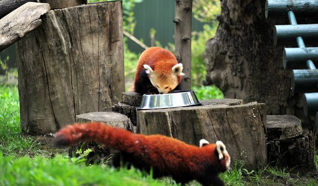 Kızıl Panda nesli Bursa'da korunacak! İşte Macaristan'dan Bursa'ya getirilen Kızıl Pandalar!