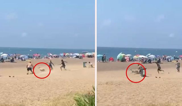 Sahibinden kaçan kurbanlık kuzu plajı birbirine kattı
