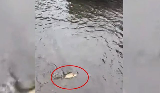 Samsun'da yağış sonrası sokakları balıklar bastı!