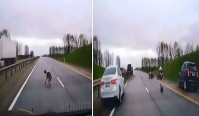Başıboş köpeğin sebep olduğu trafik kazası kamerada