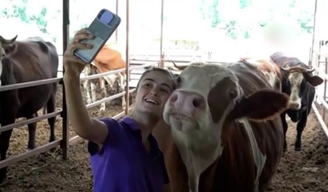 İneğin selfie merakı sosyal medyada viral oldu