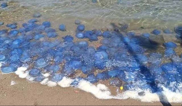 Foça’da denizanası alarmı! Tatilciler tedirgin, balıkçılar mağdur