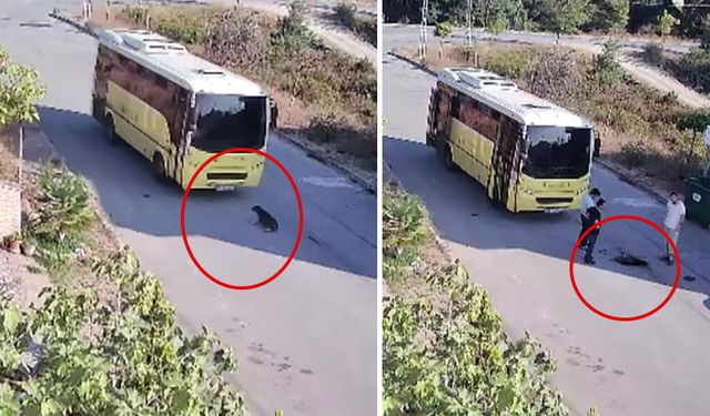 Tuzla’da özel halk otobüsünün yolda yatan köpeği ezdiği anların görüntüsü