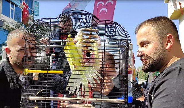 Ardahan'daki seferberlik sonuç verdi: Ölürüm Türkiyem söyleyen sultan papağanı 'Limon' bulundu!