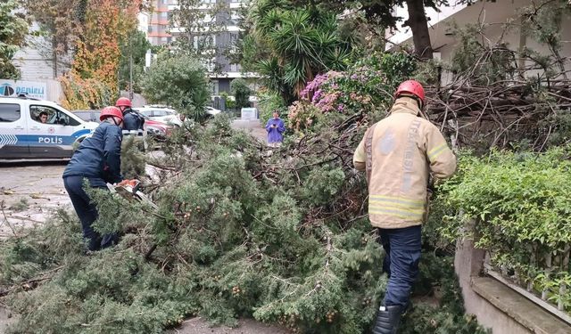Kadıköy’de fırtına nedeniyle ağaç devrildi