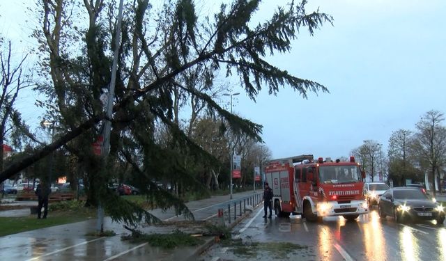 Maltepe'de şiddetli rüzgar nedeniyle ağaç devrildi 