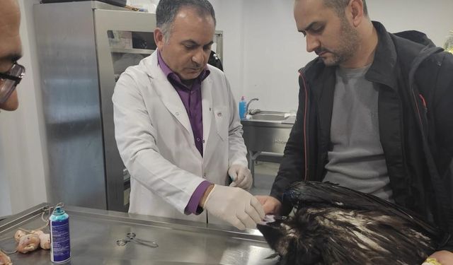 Kartal Belediyesi Veteriner İşleri Müdürlüğü ekipleri yaralı akbabayı tedavi altına aldı