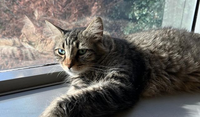 Kedi tırmığı hastalığına dikkat; görme kaybına yol açabilir