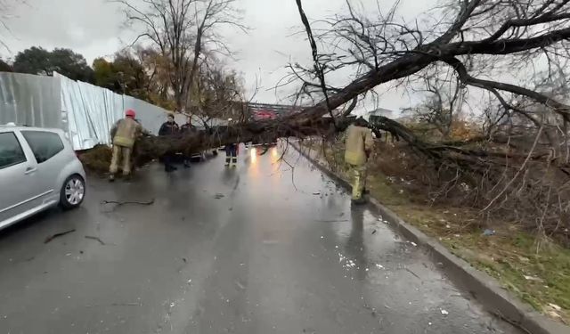 Avcılar’da devrilen iğde ağacı elektrik ve telefon hatlarına zarar verdi