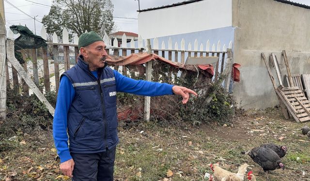 Yılbaşı yaklaşırken, hindi hırsızları kümeslere dadandı