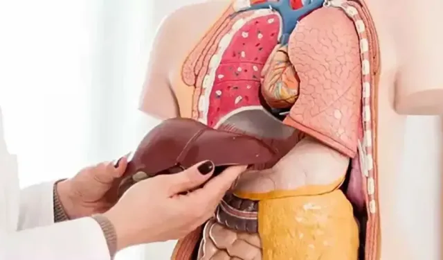 "Karaciğer yağlanması sessiz ilerliyor"