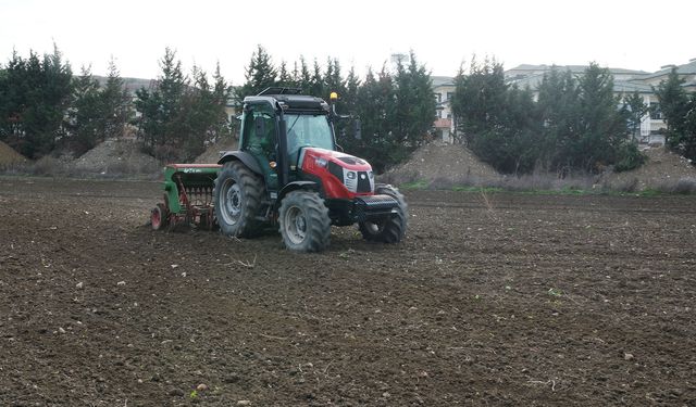 Büyükçekmece’de atıl araziler buğdayla buluştu