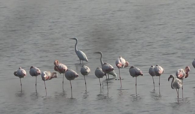 Hersek Lagünü'nün gözde misafirleri flamingolar