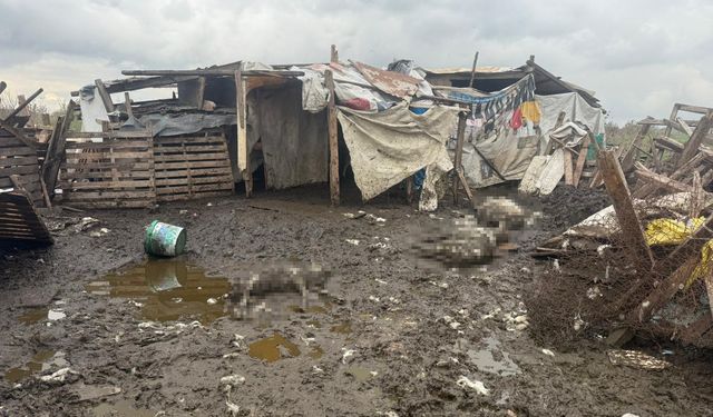 Avcılar'da başıboş köpekler koyun sürüsüne saldırdı: 10 hayvan telef oldu