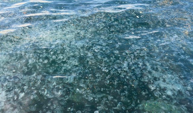 Üsküdar’da hayrete düşüren görüntü: Binlercesi kıyıya vurdu