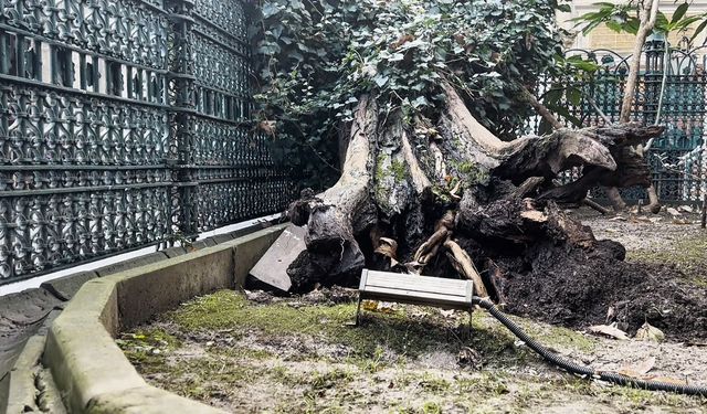 Eyüp Sultan Camii avlusundaki ağaç devrildi