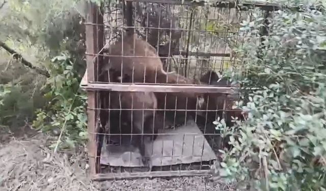 Çatalca'da kaçak avcıların kurduğu tuzaklar bulundu