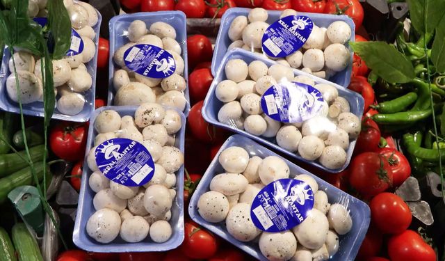 'İstanbul'da bir ayda 60 kişi mantar zehirlenmesi nedeniyle hastaneye başvurdu'