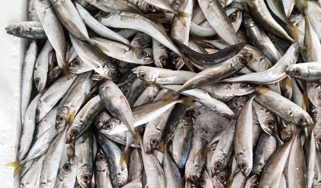 Beykoz’da istavrit operasyonu!