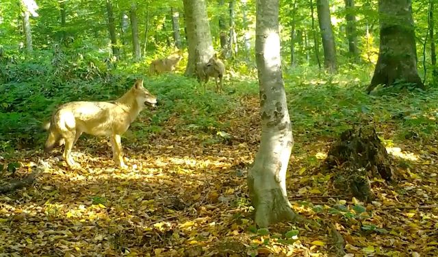 'Kurtlar konseyi' Uludağ'da toplandı