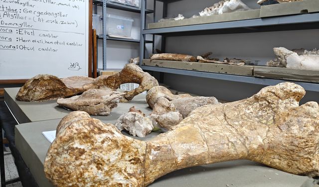 7,7 milyon yıllık 103 fosil parçasi bulundu