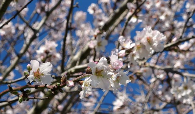Yalancı bahar erken çiçek açtırdı