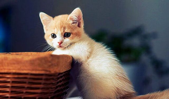 Kedilerde kanser araştırması, insan tedavisi için umut ışığı oldu