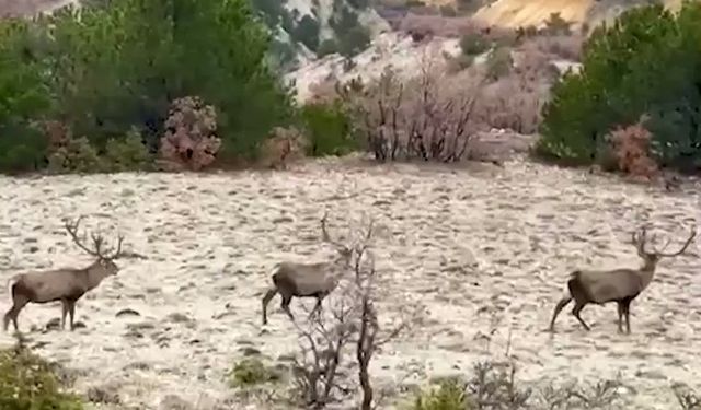 Kızıl geyikler sürü halinde görüntülendi