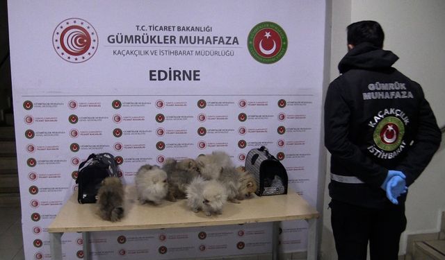 Gümrüklerde on binlerce canlı hayvan kurtarıldı