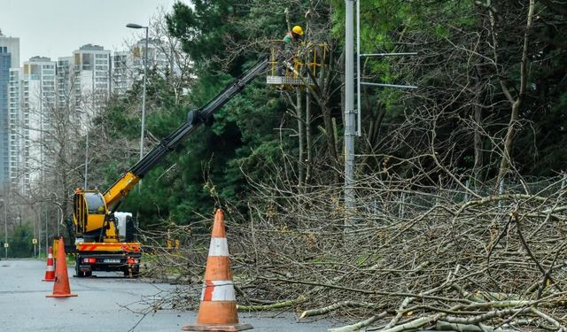 Bahar hazırlıkları ağaç budamayla başladı