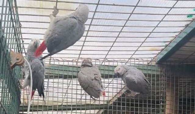 Bavullardan nesli tehlike altındaki papağanlar çıktı