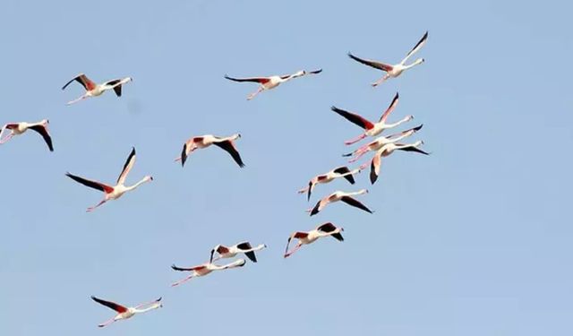 Ayvalık'ta kuş sayısı 14 bini aştı