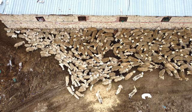 Kuzular anneleri ile buluştu